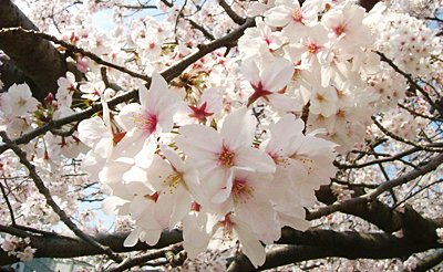 ���C���C���[�W